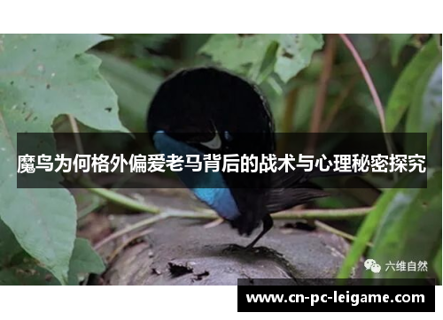 魔鸟为何格外偏爱老马背后的战术与心理秘密探究 魔鸟为何格外偏爱老马背后的战术与心理秘密探究